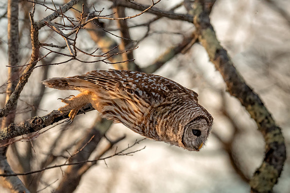 Barred Owl Stealth Bomber, Parker River Wildlife Refuge, February 2019.
