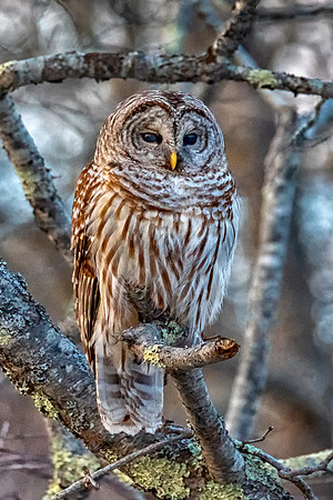 Barred Owl Roosting, Parker River Wildlife Refuge, February 2019.