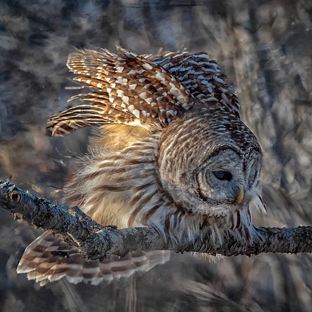 Barred Owl Ready to Strike, Parker River Wildlife Refuge, February 2019.
