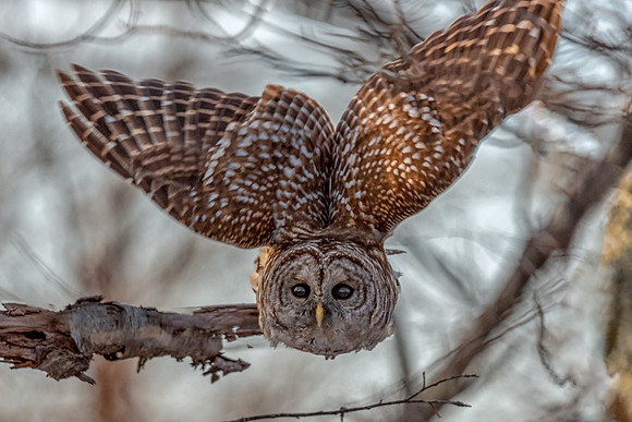 Barred Owl Take Off, Parker River Wildlife Refuge, February 2019.