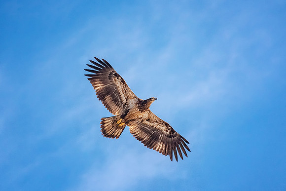 Juvenile Bald Eagle, Salisbury, Massachusetts, Winter 2019