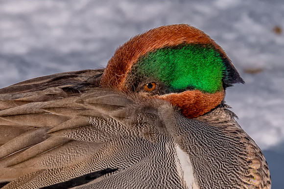 Eyeing Me. Green-winged Teal Duck, York, Maine, February 2019