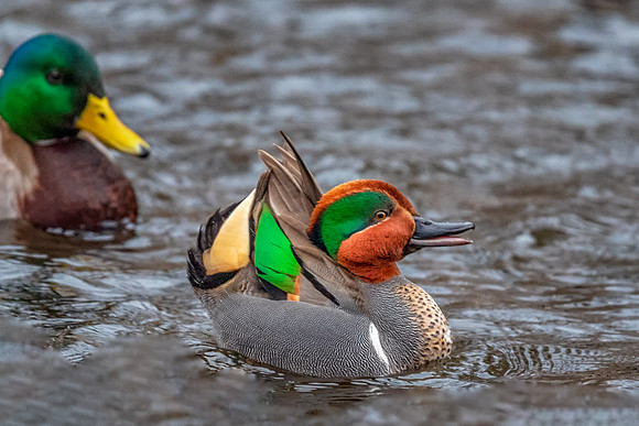 Just Ducky.  Green-winged Teal Duck, York, Maine, February 2019