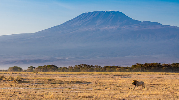 Palm Pride Lion #1 and Kilimanjaro. Amboseli National Park, Kenya.