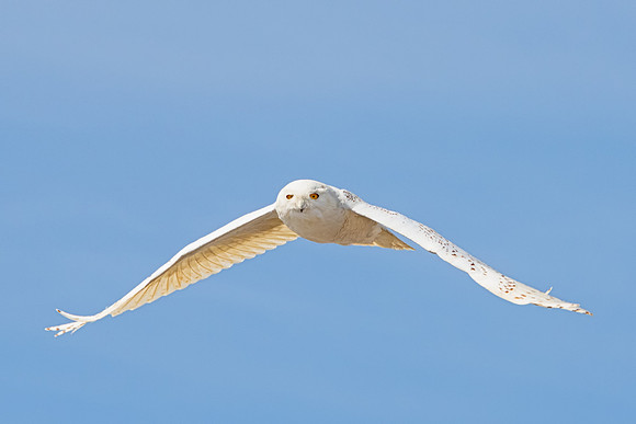Wings Down, Snowy Owl, Rhode Island 2019
