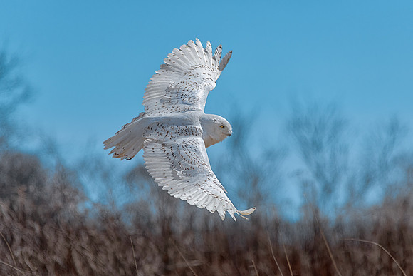 Banking a Turn, Snowy Owl, Rhode Island 2019