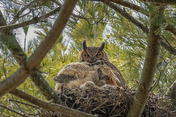 Great Horned Owl and Owlet Lying Low, Massachusetts, 2019