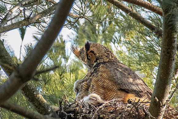 Great Horned Owl and Owlet, Massachusetts, 2019
