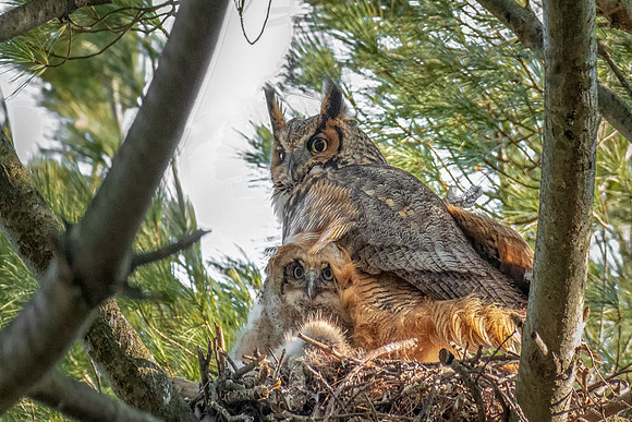 Great Horned Owl and Owlet Under Her Feathers, Massachusetts, 2019