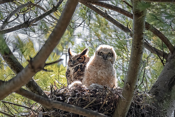 Great Horned Owl and Owlet Looking Around, Massachusetts, 2019