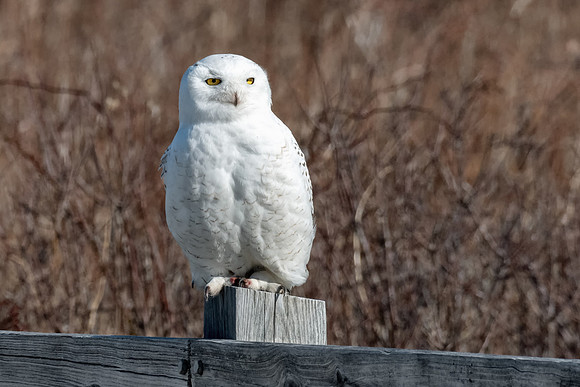 Snowy Owl Perched, Rhode Island, 2019