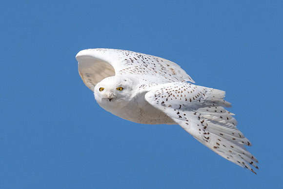 Snowy Owl Curved Wings, Rhode Island, 2019