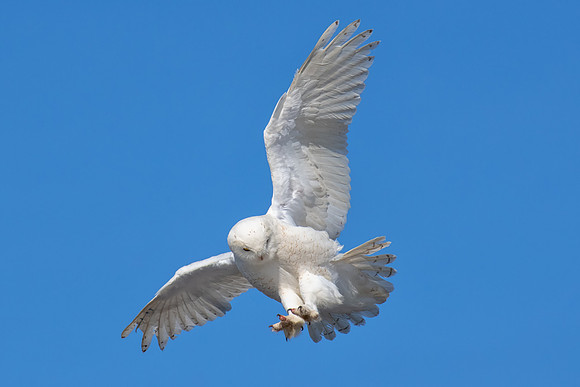 Return from the Hunt, Snowy Owl, Rhode Island, 2019