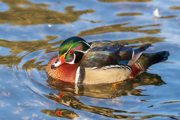 Male Wood Duck, York, Maine