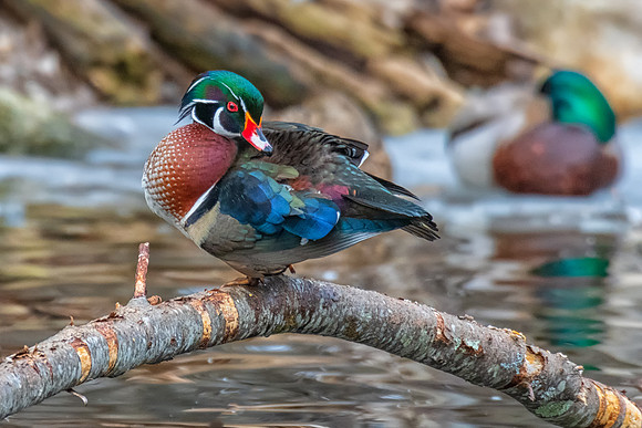 Male Wood Duck, York, Maine