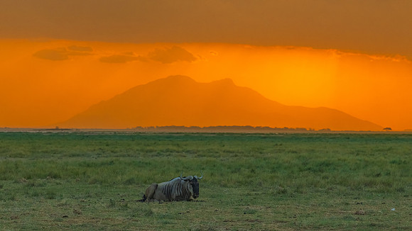 Lone Wildebeest at Sunset with Mt. Kilimanjaro, Amboseli National Park, Kenya.