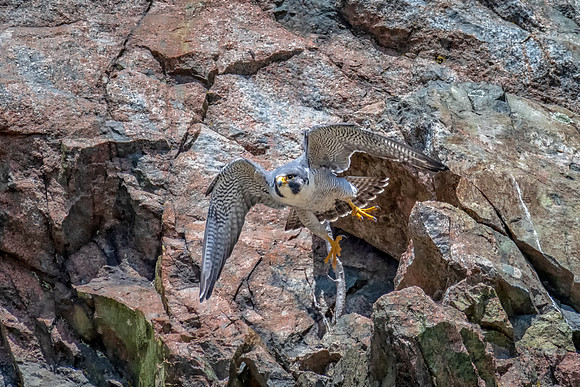 Peregrine Falcon Male Flying, Spring 2019
