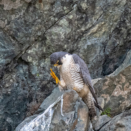 Peregrine Falcon Male Preening, Spring 2019