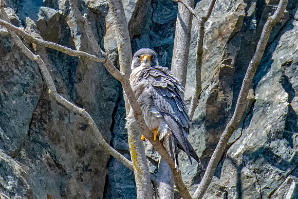 Peregrine Falcon Male Posing, Spring 2019
