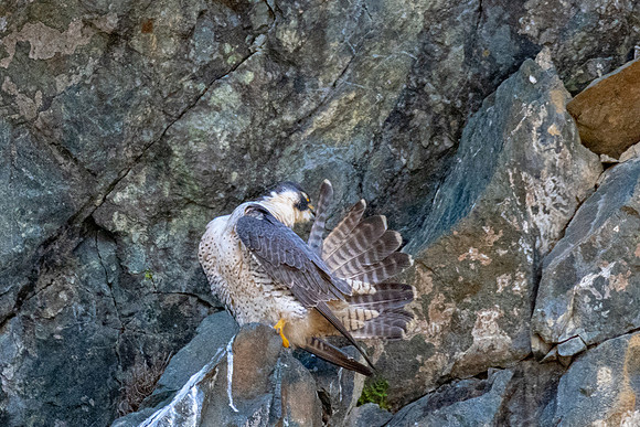 Peregrine Falcon Female Preening, Spring 2019