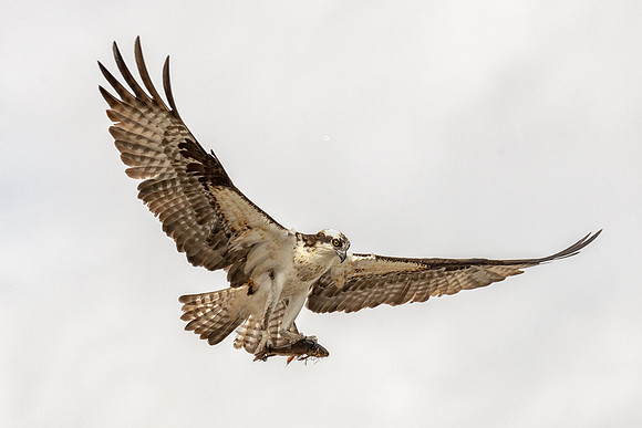 fresh Catch.  Male Osprey, Spring 2019