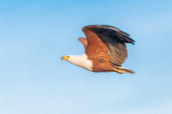 Fish Eagle Takes to Flight. Amboseli National Park, Kenya.