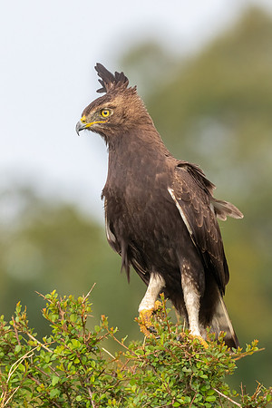 Long-Crested Eagle.  Amboseli National Park, Kenya.