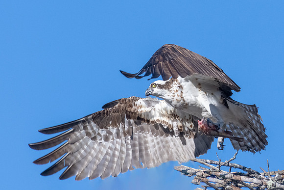 Take Out, Male Osprey, Spring 2019