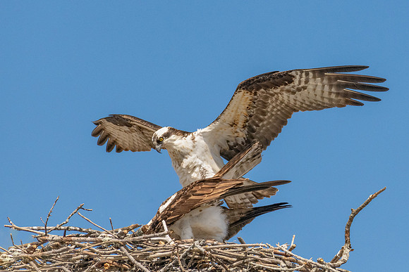 Proud Fisherman Returns to Nest, Osprey, Spring 2019