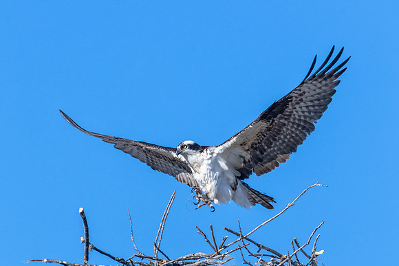 Hovering, Male Osprey, Spring 2019