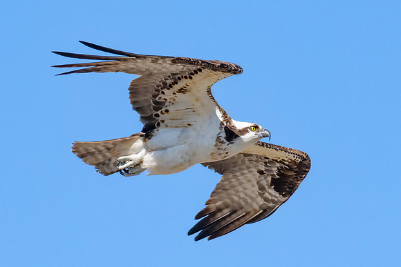 Female Osprey, Spring 2019
