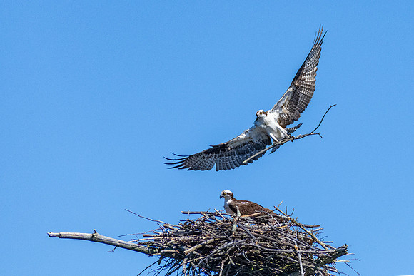 Nest Building, Osprey, Spring 2019
