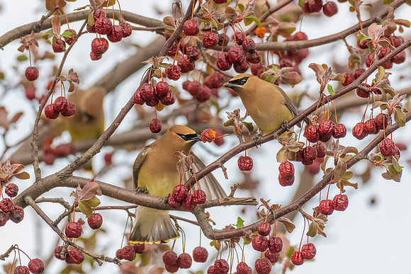 Spring Feast, Cedar Waxwings, Nashua, NH 2019