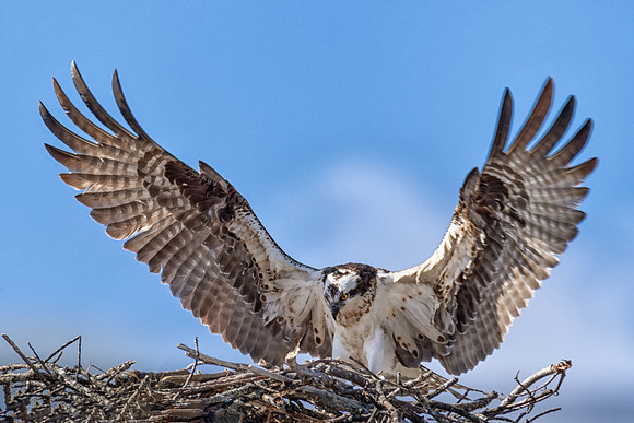 I'm Back.  Male Osprey, Spring 2019