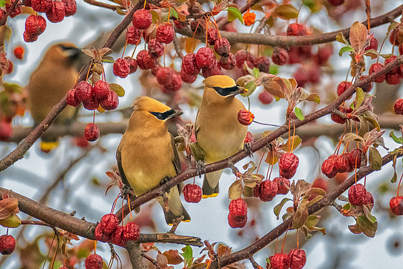 Lunch Buffet, Cedar Waxwings, Nashua, NH 2019