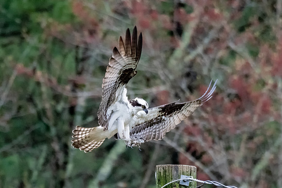 Posting It.  Osprey, Milford, Spring 2019