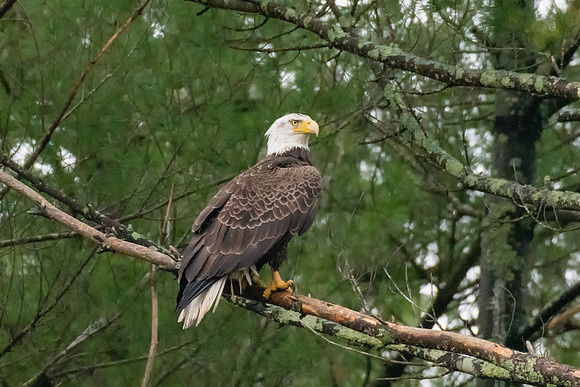 Bald Eagle Roosting, Milford, NH Spring 2019