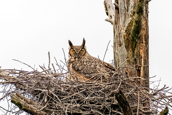 Great Horned Owl Mom, Spring 2019