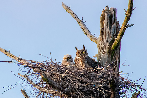 Great Horned Owl Mom and Alpha Owlet, Spring 2019