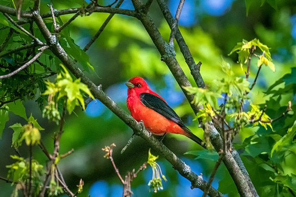 Scarlet Tanager, Cambridge, MA, Spring 2019