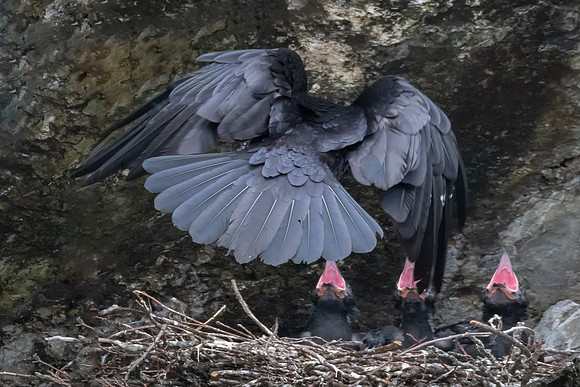 Adult Raven and 3 Chicks, Woburn, Spring MA, 2019