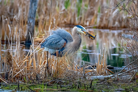 Great Blue Heron with Catfish, Spring 2019