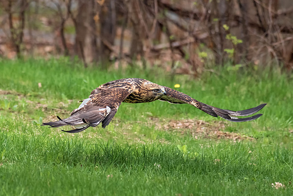 Harris Hawk, Quichee, VT