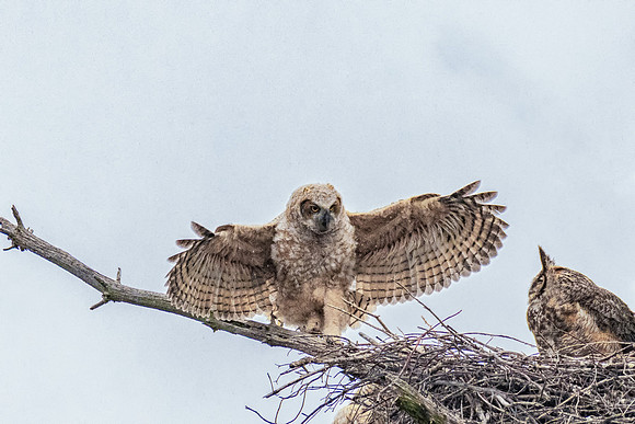 Great Horned Owlets Branching, Georgetown, MA, Spring 2019