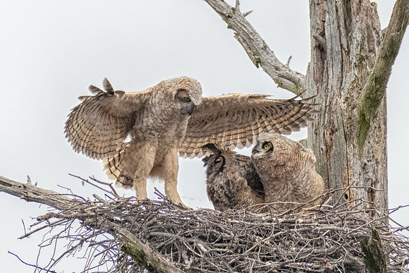 Great Horned Owlets Branching, Georgetown, MA, Spring 2019