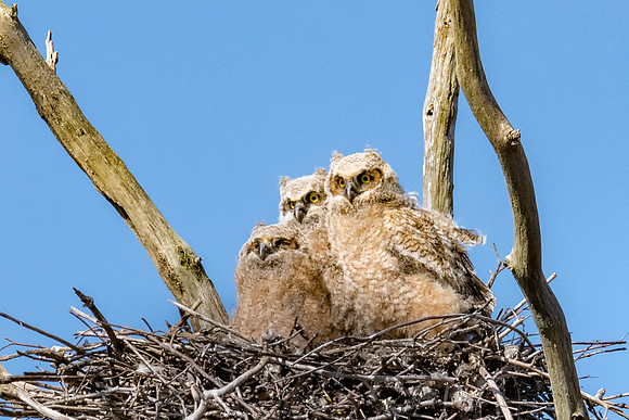 Great Horned Owl Triplets Sunning, Spring 2019