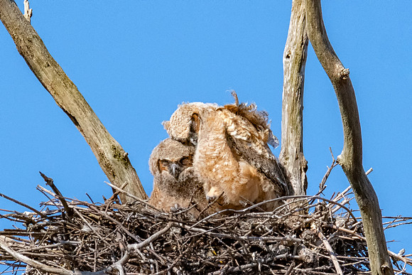 Great Horned Owlets Cuddling, Spring 2019