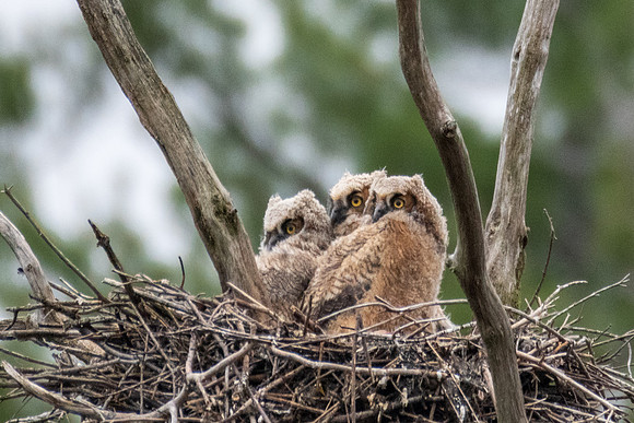 Great Horned Owl Triplets, Spring 2019