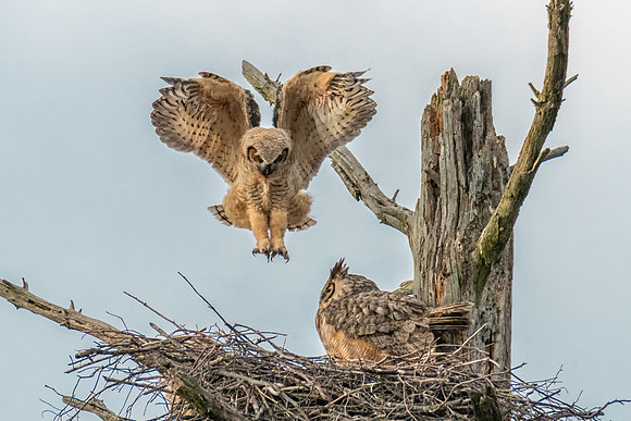 Perfection.  Alpha Great Horned Owlet, Spring, 2019
