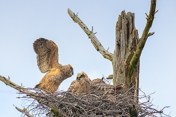 Beta Great Horned Owlet Flapping, Spring, 2019
